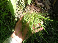 Dichanthelium depauperatum