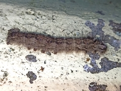 Lymantriinae