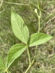 Vigna vexillata vexillata