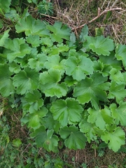 Ranunculus cortusifolius
