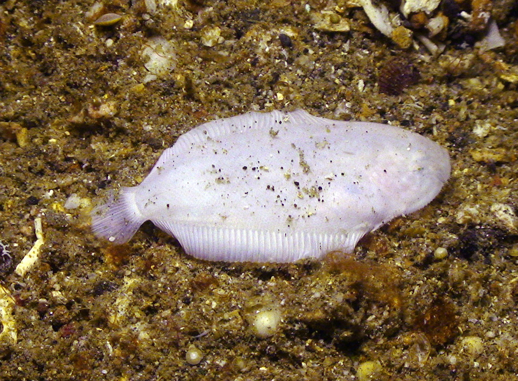 White Sole