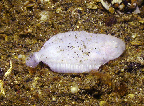 White Sole
