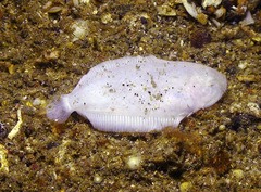 Aseraggodes albidus