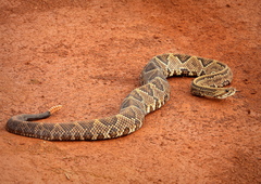 Crotalus durissus