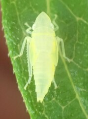 Graphocephala