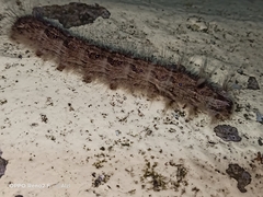 Lymantriinae