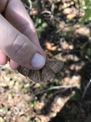 Yphthimoides patricia