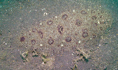 Heteromycteris hartzfeldii