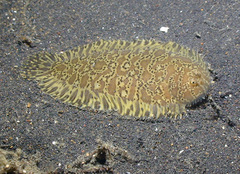 Liachirus melanospilos