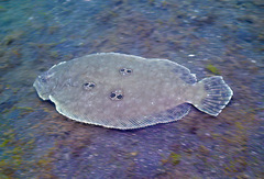 Pseudorhombus dupliciocellatus