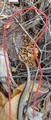 Oxybelis microphthalmus