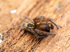 Amaurobius fenestralis