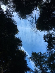 Sequoia sempervirens