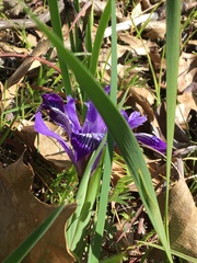 Iris macrosiphon