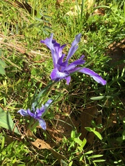 Iris macrosiphon