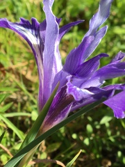 Iris macrosiphon