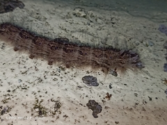 Lymantriinae