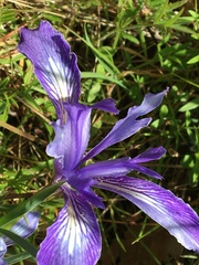 Iris macrosiphon