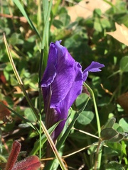 Iris macrosiphon