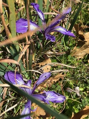 Iris macrosiphon