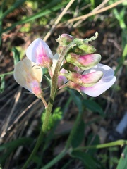 Lathyrus vestitus