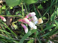 Lathyrus vestitus