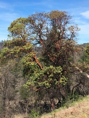 Arbutus menziesii
