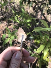 Yphthimoides patricia