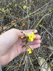 Jasminum nudiflorum