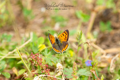 Lycaena phlaeas