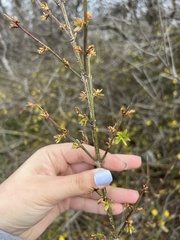 Jasminum nudiflorum