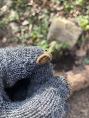 Henia vesuviana