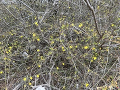 Jasminum nudiflorum