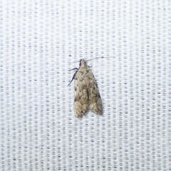 Anacampsis conclusella