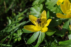 Eristalis tenax