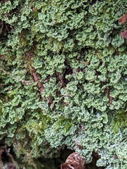 Cladonia caespiticia