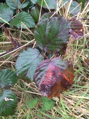 Rubus hochstetterorum