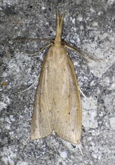 Donacaula