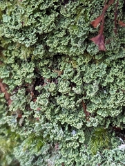 Cladonia caespiticia