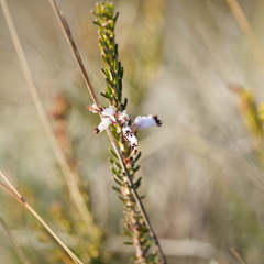 Erica multiflora