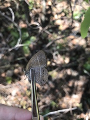 Yphthimoides patricia