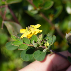 Coronilla valentina glauca