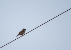 Passer domesticus indicus