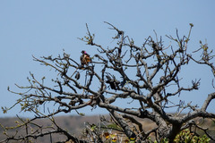 Chlamydera guttata