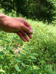 Hesperostipa spartea