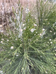 Baccharis sarothroides
