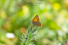 Lycaena phlaeas
