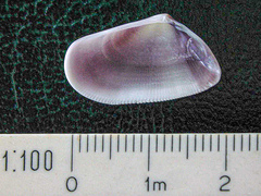 Donax semistriatus