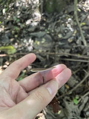 Trogia cantharelloides