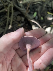 Trogia cantharelloides